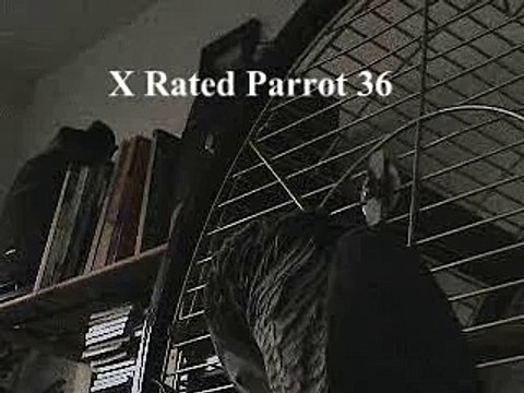THE African Grey! Ruby, The swearing parrot. X Rated Parrot 36.