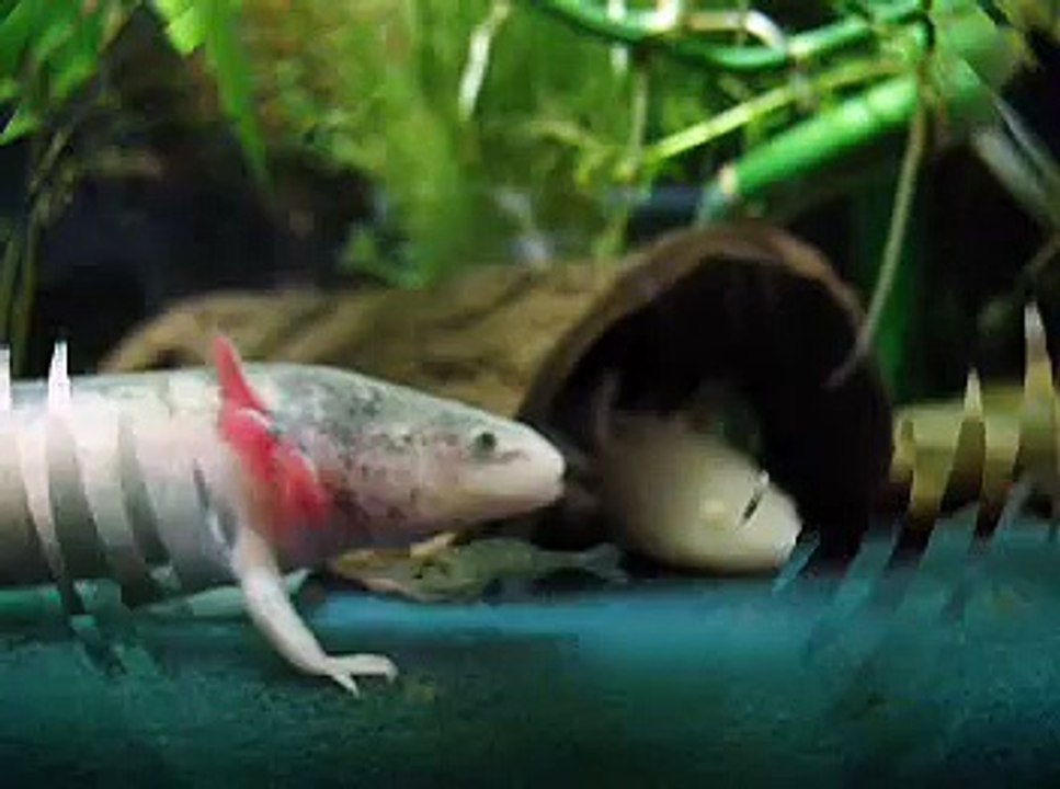Axolotl - feeding