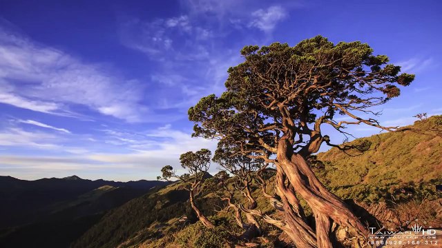 縮時台灣_合歡山_玉山圓柏 縮時攝影 TIME LAPSE TAIWAN BY louisch 陳志通 HD 1080P
