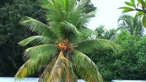 Top view of coconut tree and village in Andaman & Nicobar Islands