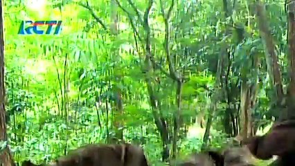 7 Manusia Harimau Episode 227 - 228 Full - 21 April 2015 Part 1