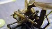13cm Spinne Vs Gottesanbeterin / Mantis / Mantid orchidwholesale