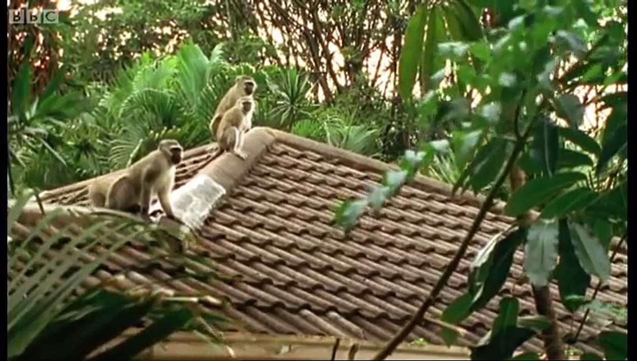 Monkey fight! - Cheeky Monkey - BBC