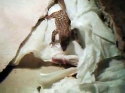 Monitor-lizard feeding time