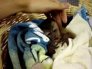 Playing with baby monkey (non-pet)
