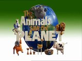 The Animals Save the Planet - Meerkat Traffic