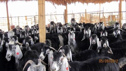 طريقة عمل الجبن من حليب الماعز