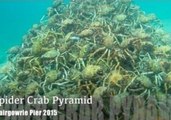 Thousands of Spider Crabs Create Moving Pyramid