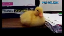 Baby duck can't stay awake