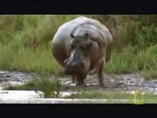 Hippo Fight