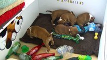 85ème vidéo des chiots de la 19ème portée de Staffordland