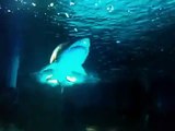 Aquarium: Sharks and other fish