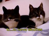 two talking cats (traducion español)