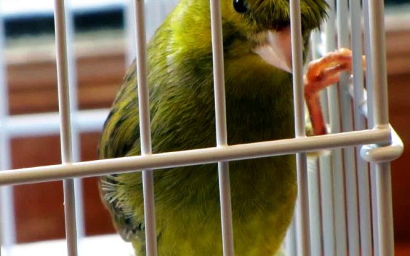 CANARY SINGING BEST VIDEO TO TRAINING CANARIES BIRDS