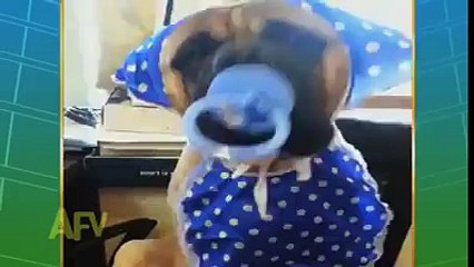 World's Most Funny Animals