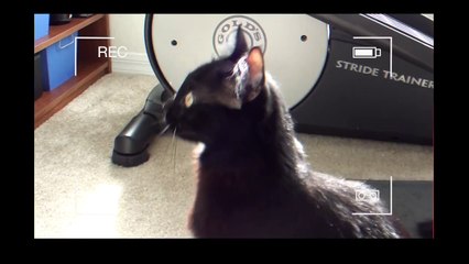 Talking Kitty - Cat vs Ant!