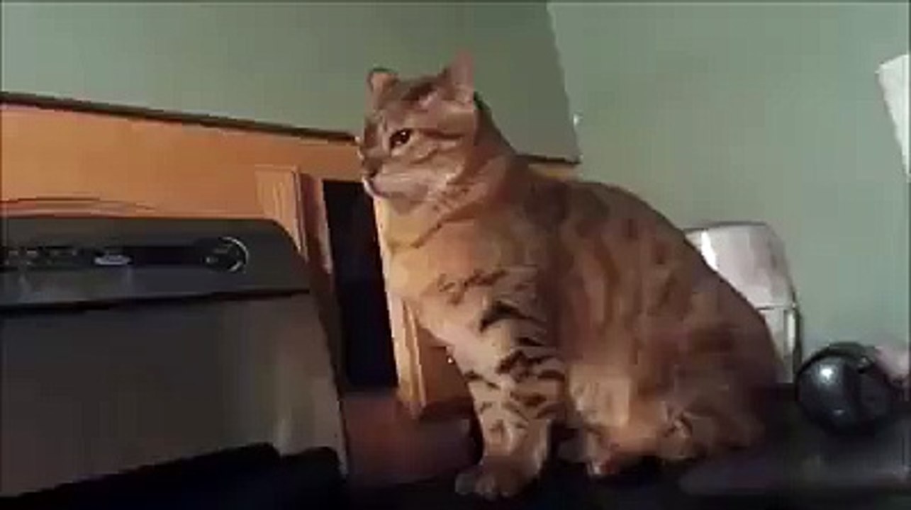 Cat Kalol..Ha Ha