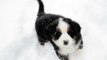 Josie: 9 week old Bernese Mountain Dog Pup Playing in Snow