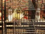 Parisian frill canaries at the 2009 national cage bird show