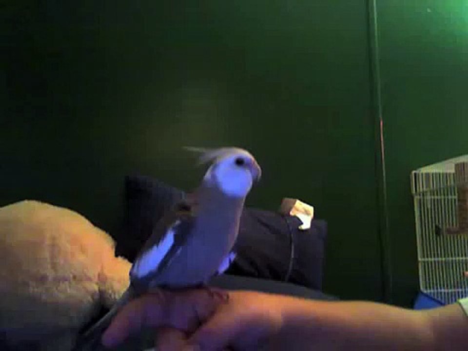 how to tell if you have a male or female cockatiel