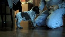 Wirehaired Pointing Griffon Puppy - 8 weeks