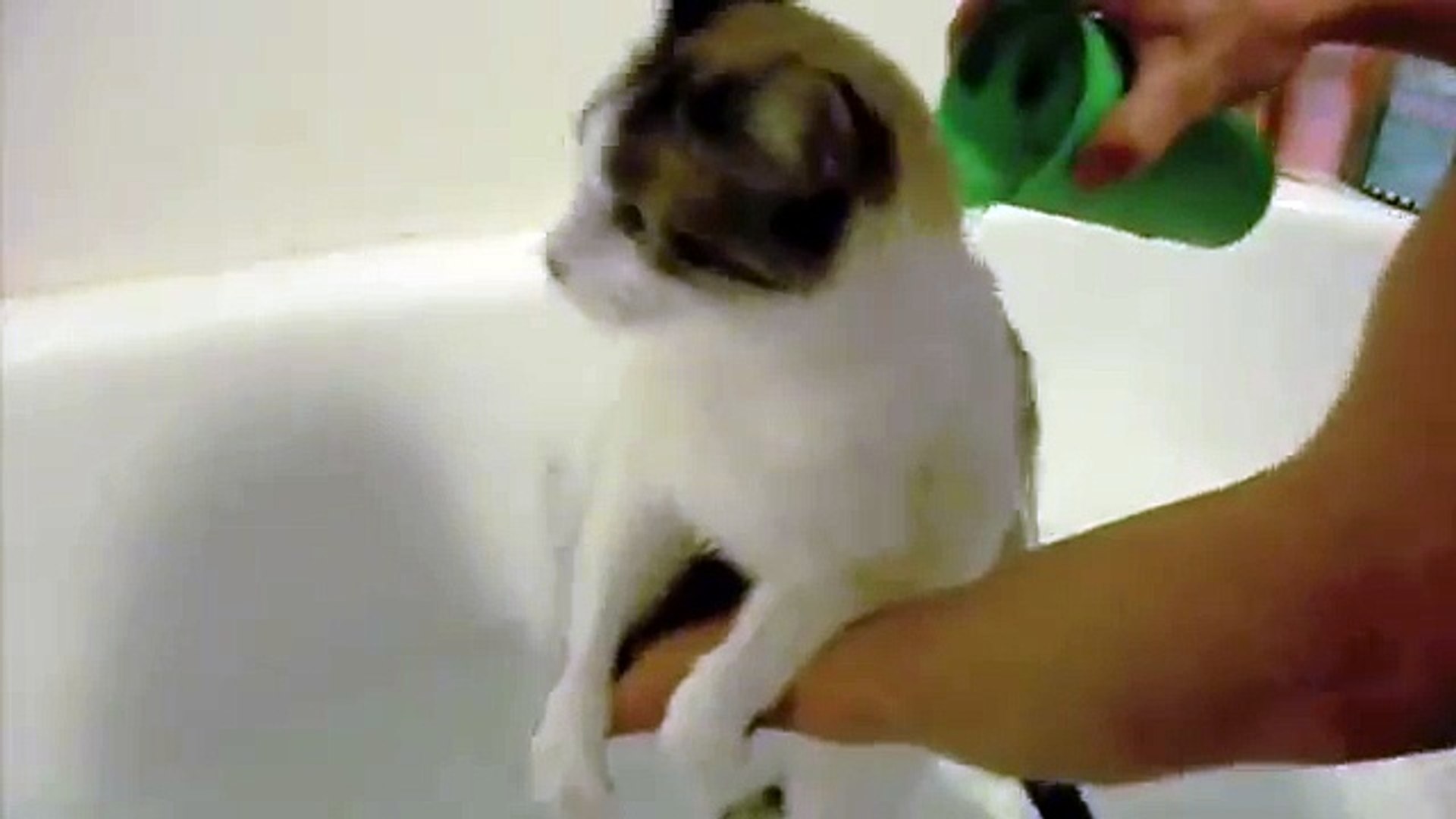 ⁣Cat Hates Water