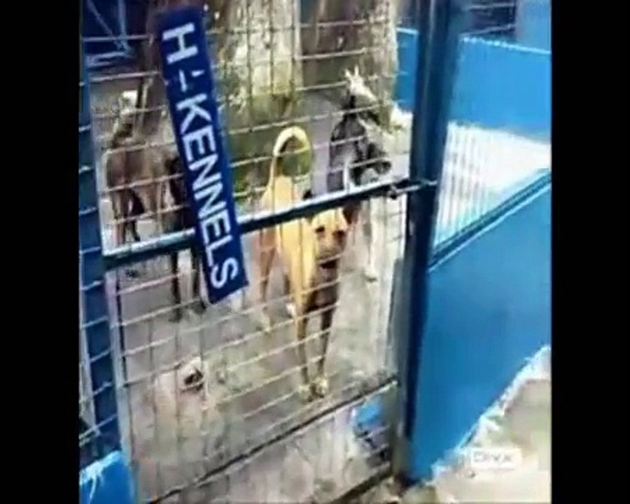 Animal Abuse Video -Paparazzi Night