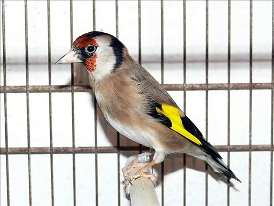 RECLAMO DE JILGUERO CANTO DE JILGUERO ESPAÑOL