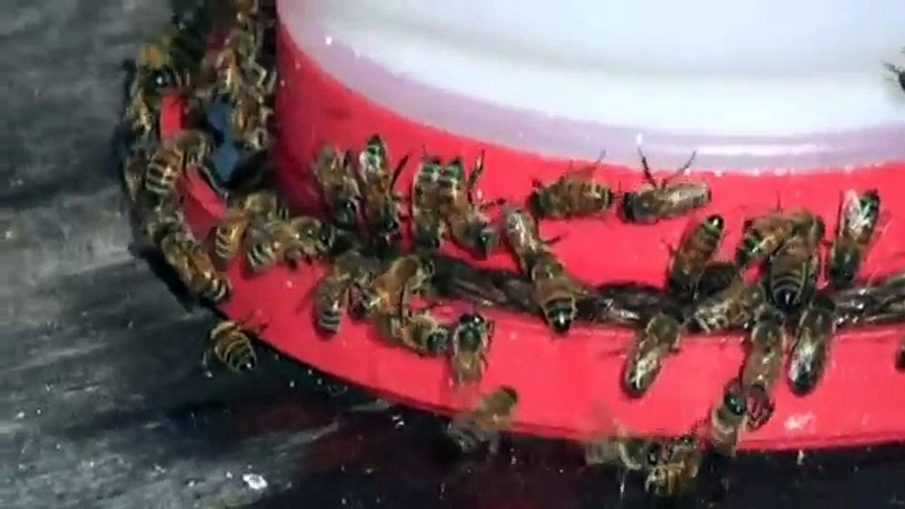 Open feeding Honey Bees
