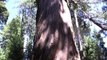 Giant Sequoia National Monument - Trail of 100 Giants