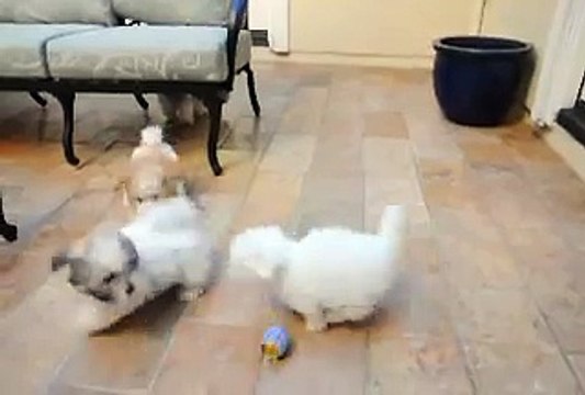 Coton de Tulear puppies at Snowflower Cotons , playing in a courtyard on a warm day!