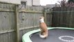Ce chien saute en trampoline pour retrouver son maître au taf !