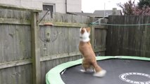 Genius Dog Uses Trampoline To Escape Fence And Follow Owner To Work