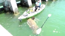 Fisherman catches mammoth 552-pound and destroys kayak !