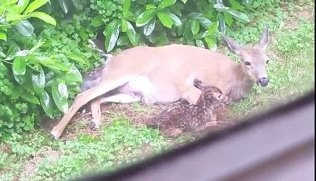 Une biche accouche de deux faons dans un jardin !