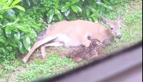 A deer gives birth to two fawns in a garden