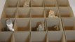 Paradis des Chats... 20 boites pour 9 chatons trop mignons !