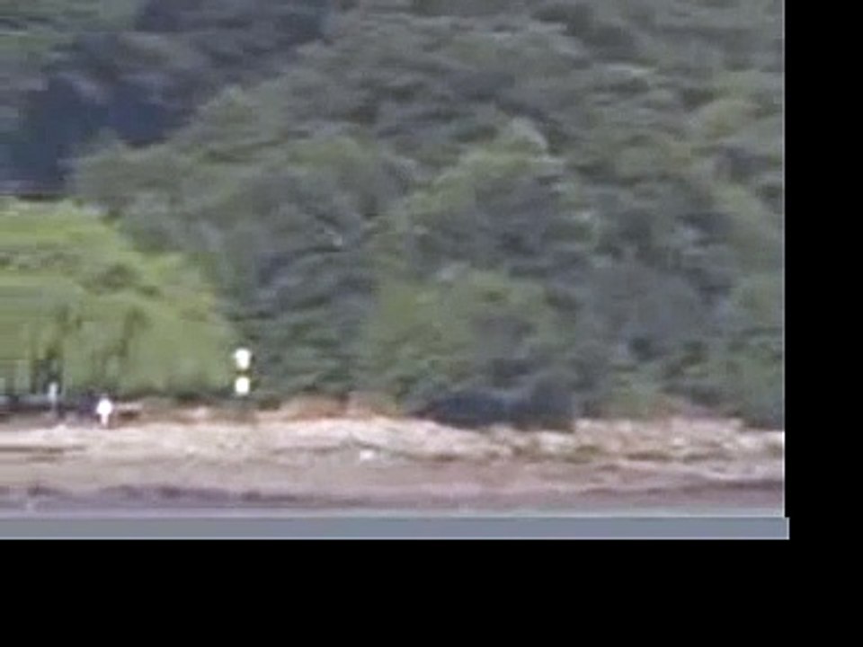 Bald Eagles in Flight