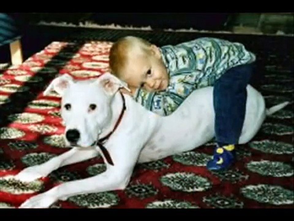 Pitbull Terriers