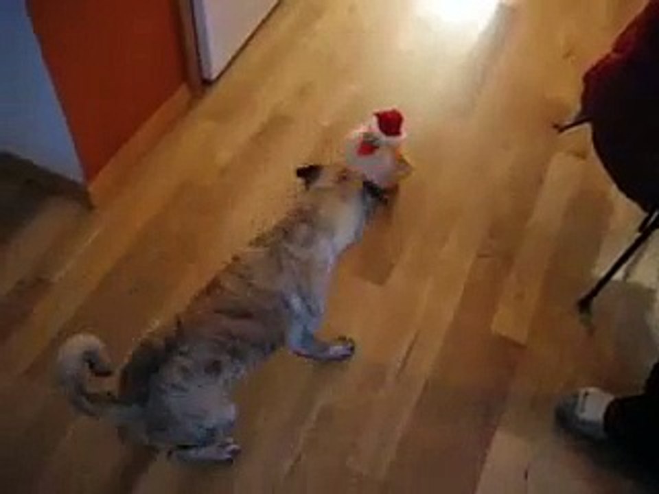 Pug vs. Dancing Chicken