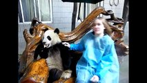 Meet Giant Panda Panda Bär in China - Einen echten Pandabär im Arm!