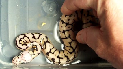 First Bumble Bee Ball Python Out Of The Egg!!!
