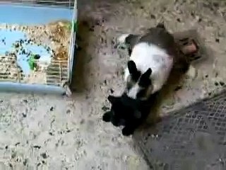 Horny Rabbit Humps A Cat
