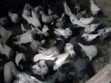 Bobs Pure Pakistani Pigeons Tipplers Feeding Time