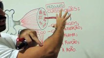 Vídeo Aula 022 - Classificação dos músculos quanto à origem, inserção, ação, forma e função