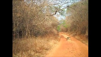 CACHORRO DO MATO - MANGA - MG  -   Mata seca