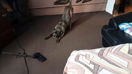 Кане Корсо и пылесос)