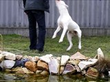 2012 Argentin dog Dogo argentino VOLT puppy