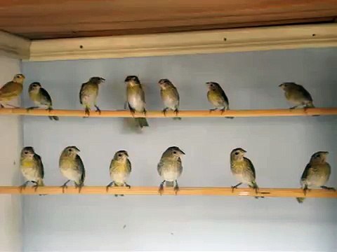 Canários da terra - Filhotes