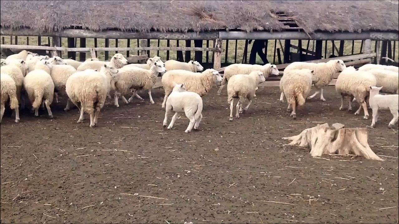 Ovejas TEXEL a la venta en Pdte.Hayes www.lotegrande.com.py